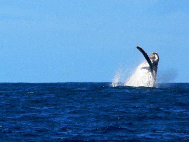 29- Baleines, groupe 5, sud du lagon, bord de recif 